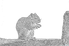 squirrel Pagine Di Culore Stampabile